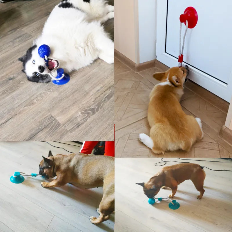 Dog Interactive Toys with Suction Cup