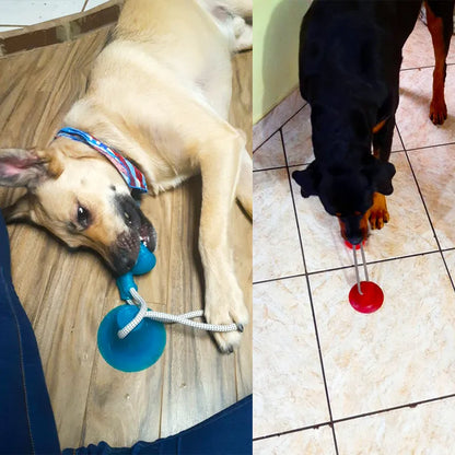 Dog Interactive Toys with Suction Cup