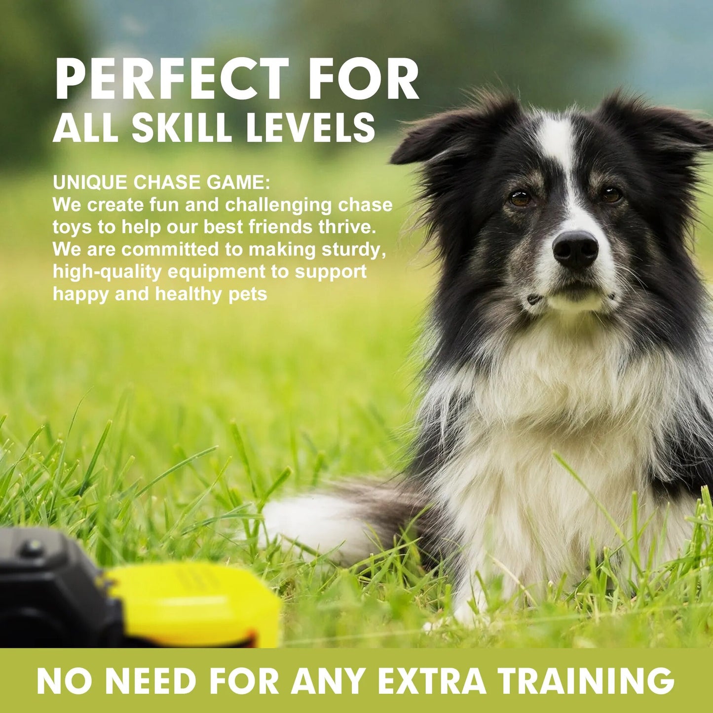 Interactive Agility Training Equipment and Toys for Dogs