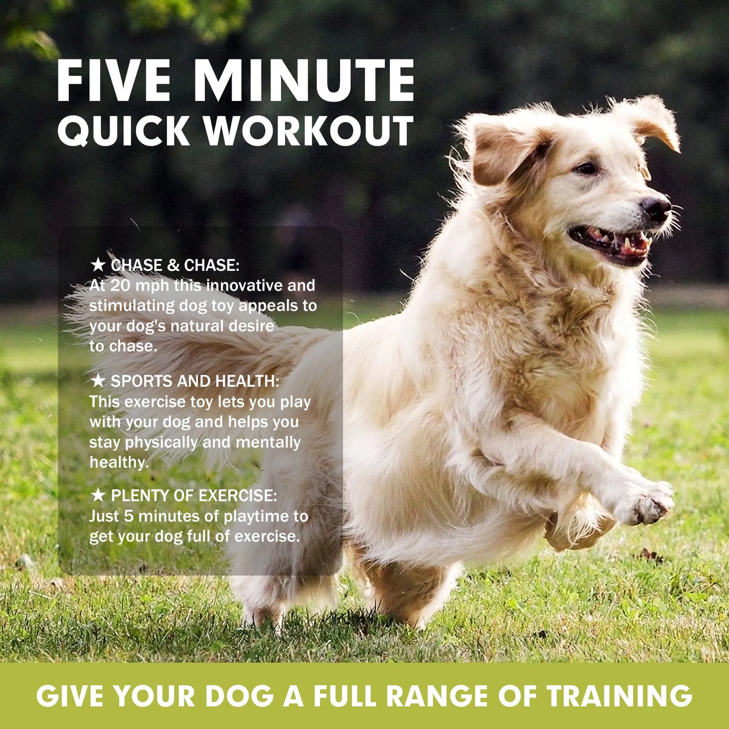 Interactive Agility Training Equipment and Toys for Dogs